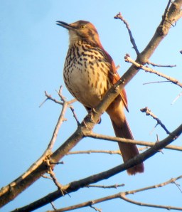 Brown Thrasher, Troy Meadows, NJ, Apr. 14, 2013 (photo by Jonathan Klizas).