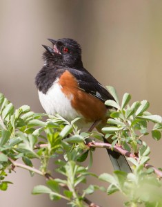 Eastern Towhee, Griggstown Grasslands, NJ, Apr. 22, 2013 (photo by Chris Duffek)