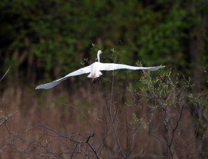 Great Egret, Melanie Lane Wetlands, NJ, Apr. 28, 2013 (photo by Chuck Hantis).