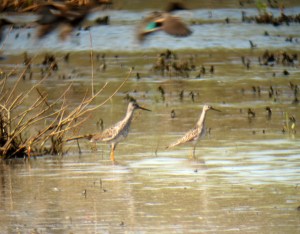 Greater and Lesser Yelowlegs at Melanie lane Wetlands, NJ, Apr. 27, 2013 (digiscoped by Jonathan Klizas).