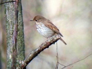 Hermit Thrush, Troy Meadows, NJ, Apr. 13, 2013 (photo by Jonathan Klizas).