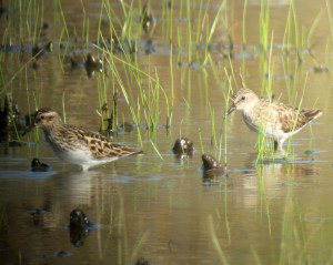Least Sandpipers, Hanover Twp., NJ, Apr. 25, 2013 (photo by Jonathan Klizas)