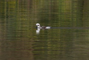 Long-tailed Duck, Franklin Twp., NJ, Apr. 17, 2013 (photo by Jeff Ellerbusch).