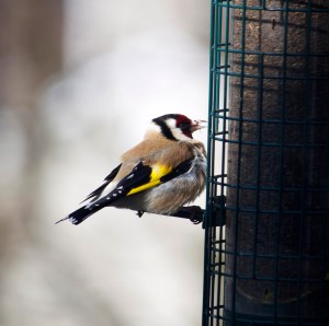 European Goldfinch, Bedminster, NJ, Apr. 8, 2013 (photo by Margaret Barbuty).