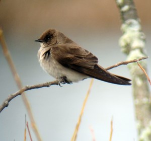 Northern Rough-winged Swallow, Hanover Twp., NJ, Apr. 13, 2013 (photo by Jonathan Klizas).