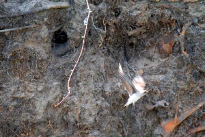 Nest of N. Rough-winged Swallow, Loantaka Brook Res., Apr. 28, 2013 (photo by Jim Mulvey).
