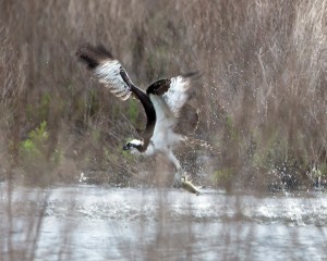 Osprey, Melanie Lane Wetlands, NJ, Apr. 28, 2013 (photo by Chuck Hantis).