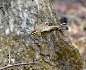 Palm Warbler, Lord Stirling Park, NJ, Apr. 8, 2013 (photo by Zach Batren).