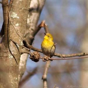 Pine Warbler, Lord Stirling Park, NJ, Apr. 25, 2013 (photo by Robert Gallucci).