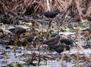 Rusty Blackbirds, Troy Meadows, NJ, Apr. 7, 2013 (photo by Jonathan Klizas).