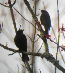 Rusty Blackbirds at Troy Meadows, NJ, Apr. 14, 2013 (photo Jonathan Klizas).