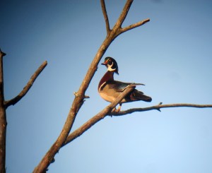 Wood Duck at the Tourne, NJ, Apr. 27, 2013 (photo by Jonathan Klizas).