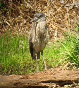 Yellow-crowned Night-Heron, Franklin Twp., Apr. 22, 2013 (photo by Jonathan Klizas)