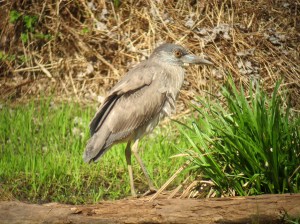 Yellow-crowned Night-Heron, Franklin Twp., Apr. 22, 2013 (photo by Jonathan Klizas)