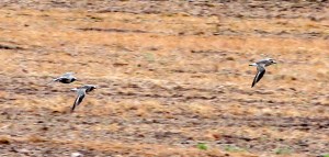 Black-bellied Plovers, Hillsborough Twp., NJ, May 8, 2013 (photo by Jeff Ellerbusch).