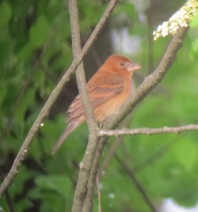 Blue Grosbeak, The Tourne, Denville Twp., May 25, 2013 (digiscoped by Jonathan Klizas).