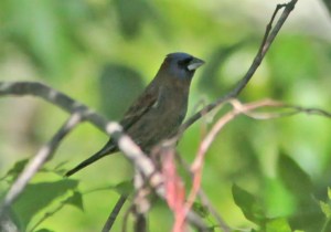Blue Grosbeak, The Tourne, Denville Twp., May 27, 2013 (photo by To Smith).