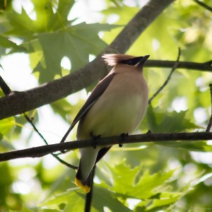 Cedar Waxwing, Glenhurst Meadows, NJ, May 25, 2013 (photo by Robert Gallucci).