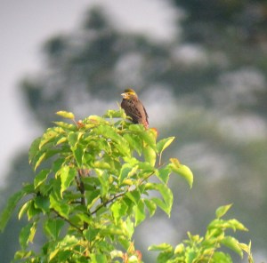 Dickcissel, Negri-Nepote Grassland Preserve, NJ, May 31, 2013 (digiscoped by Jonathan Klizas).