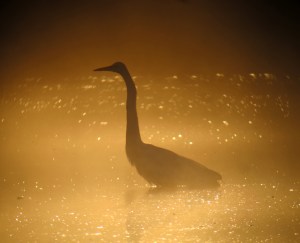 Great Egret in the Mist, Hanover Twp., NJ, May 2, 2013 (photo by Jonathan Klizas).