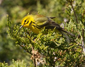 Prairie Warbler, Franklin Twp., May 2, 2013 (photo by Chris Duffek).