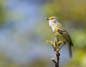 White-eyed Vireo, Franklin Twp., May 2, 2013 (photo by Chris Duffek).