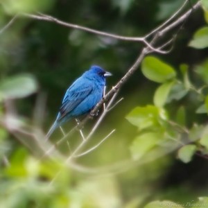 Indigo Bunting, Glenhurst Meadows, NJ, May 25, 2013 (photo by Robert Gallucci).