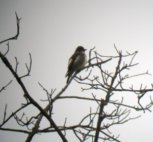Olive-sided Flycatcher, Great Swamp NWR, NJ, May 18, 2013 (digiscoped by Jonathan Klizas).