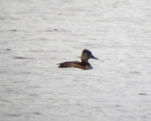 Ring-necked Duck, Mt. Hope Lake, NJ, May 25, 2013 (photo by Jonathan Klizas).