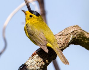 Wilson's Warbler, Six Mile Run, NJ, May 10, 2013 (photo by Chris Duffek).