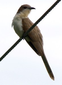 Black-billed Cuckoo, Great Swamp NWR, June 16, 2013 (Photo by Jim Mulvey).