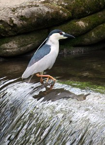 Black-crowned Night-Heron, Chatham, NJ, May 13, 2013 (photo by Dick Plambeck).