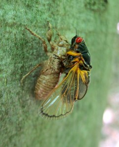 Cicada emerging, Jockey Hollow, NJ, June 1, 2013 (photo by Jonathan Klizas).