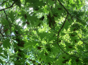 Cicada exuviae, Jockey Hollow, NJ, June 1, 2013 (photo by Jonathan Klizas).