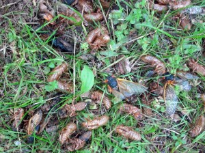 Cicada debris, Jockey Hollow, NJ, June 1, 2013 (photo by Jonathan Klizas).