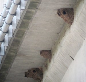 Cliff Swallow Colony, I-287 Bridge, Franklin Twp., NJ, June 19, 2013 (digiscoped by Jonathan Klizas).
