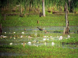 Common Gallinule, Deerhaven Lake, NJ, June 22, 2013 (digiscoped by Jonathan Klizas)