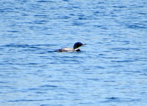 Common Loon, Tilcon Lake, Mt. Olive Twp., NJ, June 17, 2013 (photo by Alan Boyd).