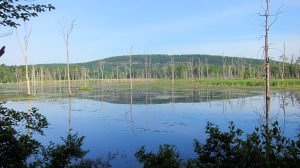 Deerhaven Lake facing west, the Green Pond Mountain escarpment in the background, Morris County, NJ, June 22, 2013 (photographed by Jonathan Klizas)
