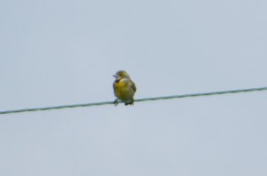 Dickcissel at Negri-Nepote, NJ, June 6, 2013 (photo by Alan Boyd).