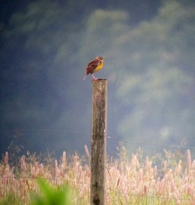 Eastern Meadowlark, Washington Twp., June 16, 2013 (ID photo digiscoped by Jonathan Klizas).