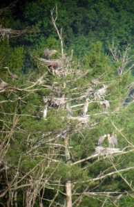 Heronry, Deerhaven Lake, NJ, June 22, 2013 (digiscoped by Jonathan Klizas)
