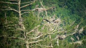 Heronry, Deerhaven Lake, NJ, June 22, 2013 (digiscoped by Jonathan Klizas)