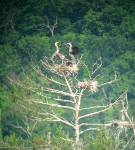 Heronry, Deerhaven Lake, NJ, June 22, 2013 (digiscoped by Jonathan Klizas)