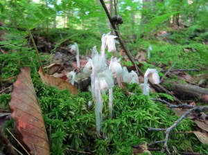 Indian Pipe emerging from Sphagnum Moss, Deerhave Lake, NJ, June 22, 2013 (photo by Jonathan Kizas)