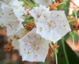 Mountain Laurel, Rockaway Twp., NJ, June 23, 2013 (photo by J. Klizas).