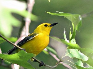 Prothonotary Warbler, Lord Stirling Park, NJ, JUne 22, 2013 (photo by Harvey Tomlinson).
