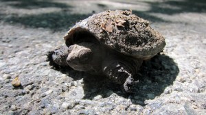 Snapping Turtle, Rockaway NJ, June 23, 2013 (photo by J. Klizas).