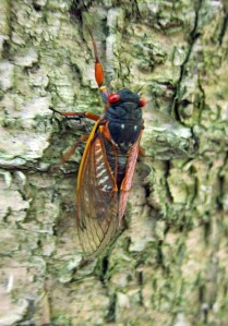 Brood II ascends, Jockey Hollow, NJ, June 1, 2013 (photo by Jonathan Klizas).