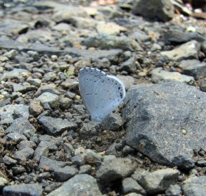 Summer Azure, Great Swamp NWR, July 6, 2013 (photo by Jonathan Klizas).